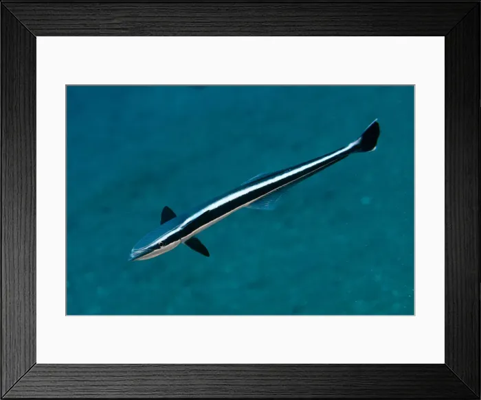 Framed Print : Picture No. 12479169