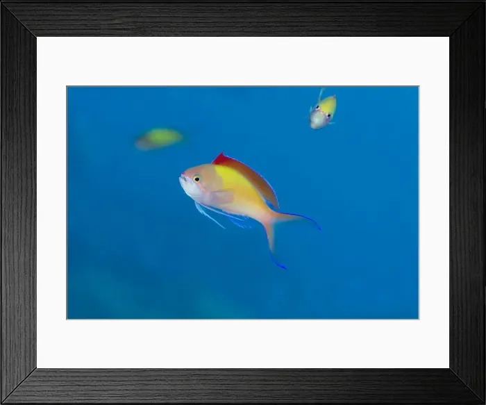 Framed Print : Picture No. 12479170