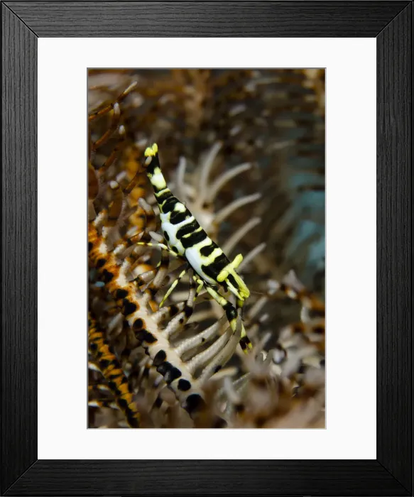 Framed Print : Picture No. 12479171 Framed Print : Picture No. 12479171