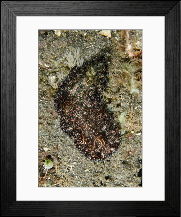 Framed Print : Picture No. 12479172 Framed Print : Picture No. 12479172