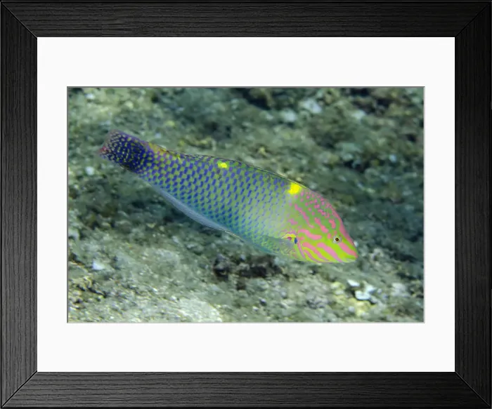 Framed Print : Picture No. 12479173 Framed Print : Picture No. 12479173