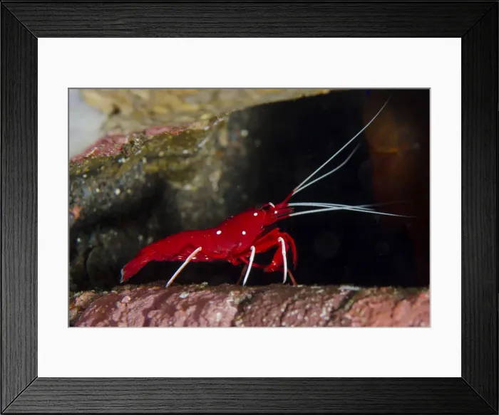 Framed Print : Picture No. 12479174