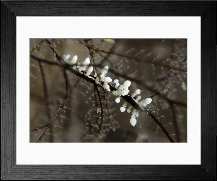 Framed Print : Picture No. 12479175 Framed Print : Picture No. 12479175