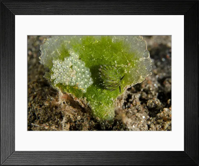 Framed Print : Picture No. 12479176 Framed Print : Picture No. 12479176