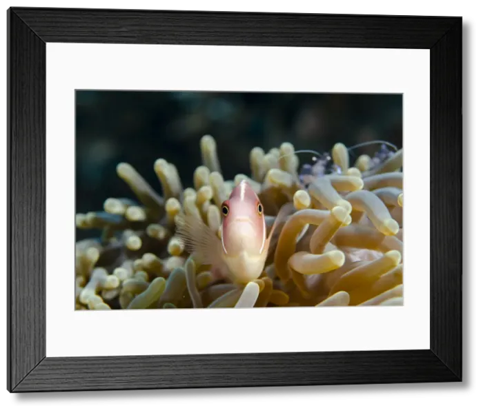 Framed Print : Picture No. 12479178 Framed Print : Picture No. 12479178