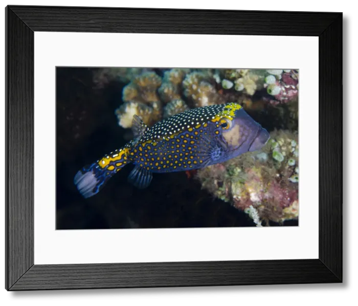 Framed Print : Picture No. 12479177 Framed Print : Picture No. 12479177
