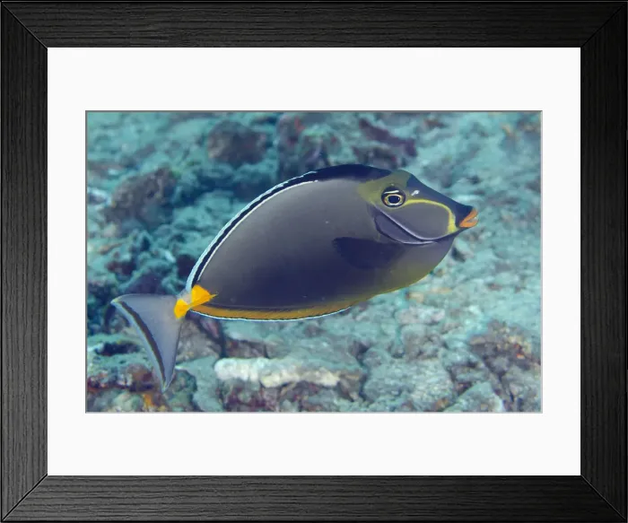 Framed Print : Picture No. 12479180 Framed Print : Picture No. 12479180