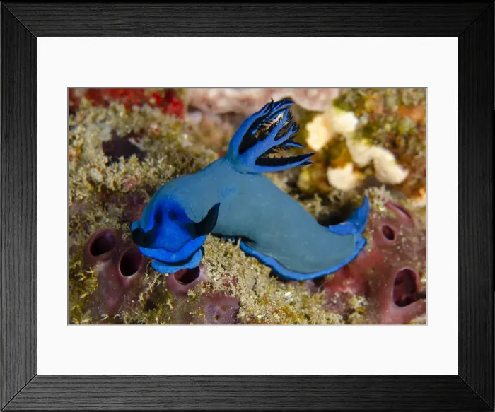 Framed Print : Picture No. 12479179 Framed Print : Picture No. 12479179