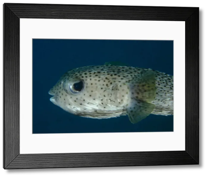 Framed Print : Picture No. 12479181 Framed Print : Picture No. 12479181
