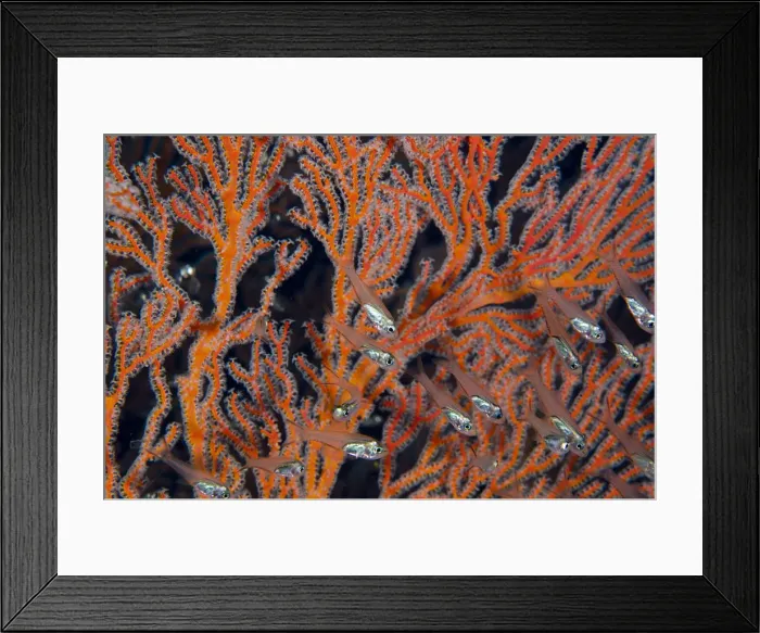 Framed Print : Picture No. 12479182 Framed Print : Picture No. 12479182