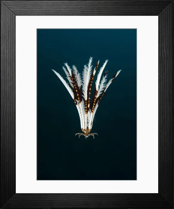 Framed Print : Picture No. 12479183