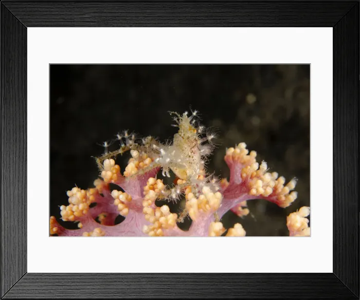 Framed Print : Picture No. 12479184 Framed Print : Picture No. 12479184
