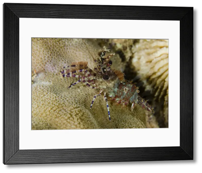 Framed Print : Picture No. 12479186