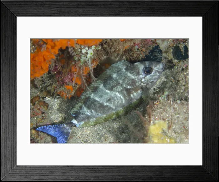 Framed Print : Picture No. 12479185 Framed Print : Picture No. 12479185