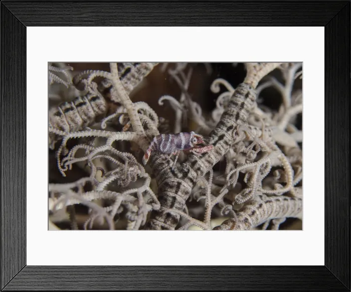 Framed Print : Picture No. 12479187 Framed Print : Picture No. 12479187
