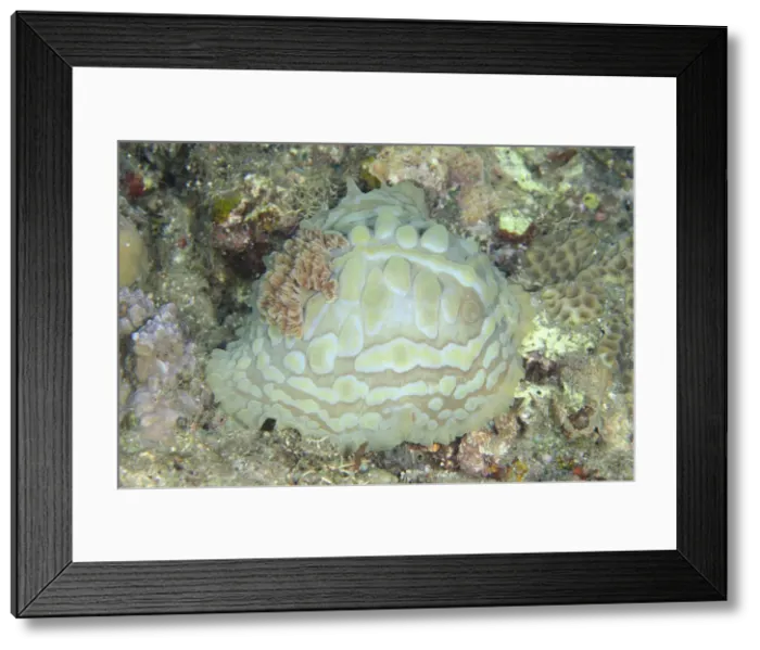 Framed Print : Picture No. 12479188