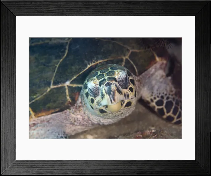 Framed Print : Picture No. 12479189 Framed Print : Picture No. 12479189
