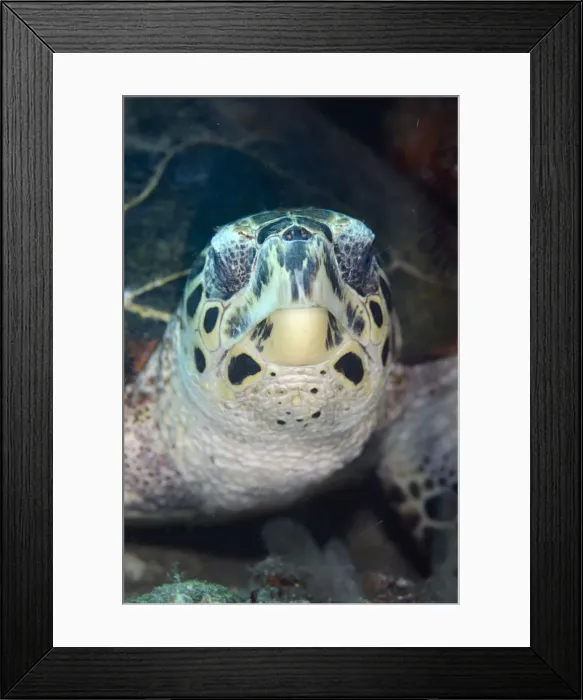 Framed Print : Picture No. 12479190 Framed Print : Picture No. 12479190