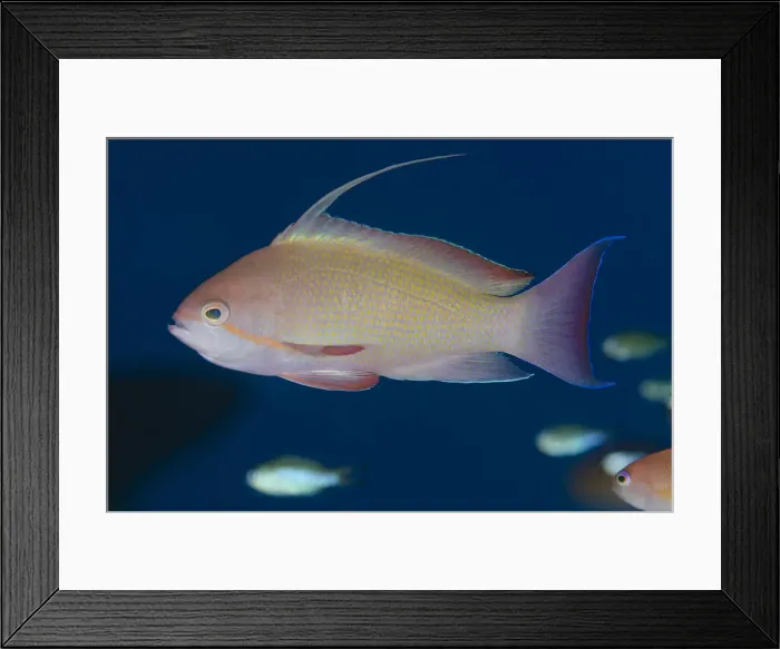 Framed Print : Picture No. 12479191