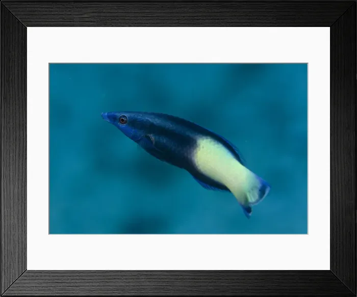 Framed Print : Picture No. 12479192 Framed Print : Picture No. 12479192