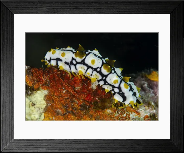 Framed Print : Picture No. 12479193
