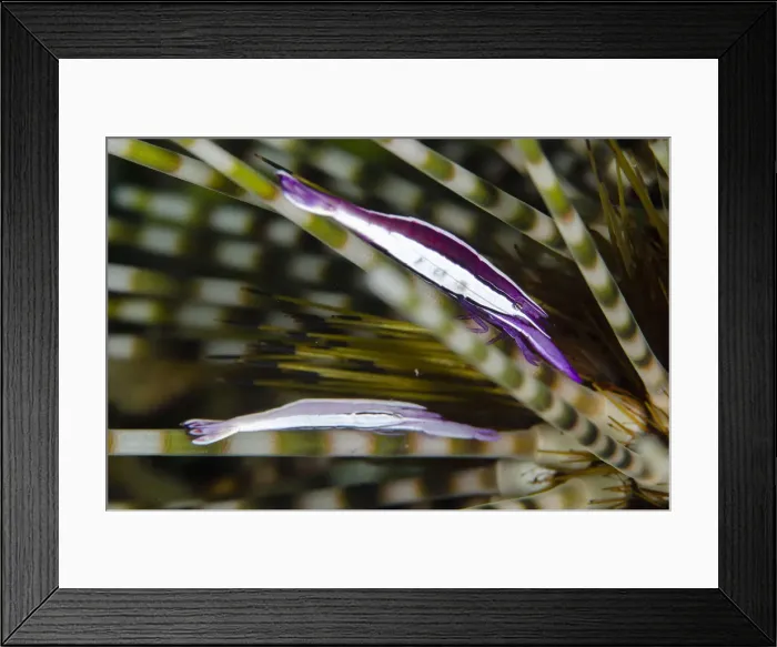 Framed Print : Picture No. 12479194 Framed Print : Picture No. 12479194