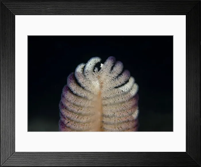 Framed Print : Picture No. 12479195 Framed Print : Picture No. 12479195