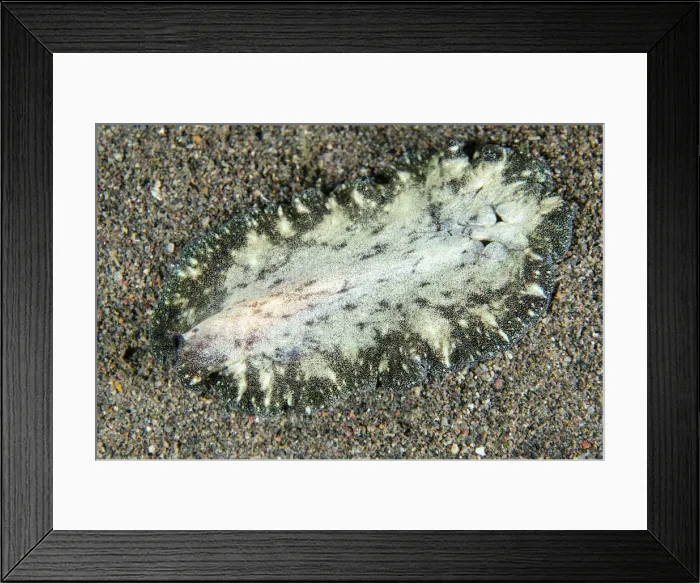 Framed Print : Picture No. 12479196