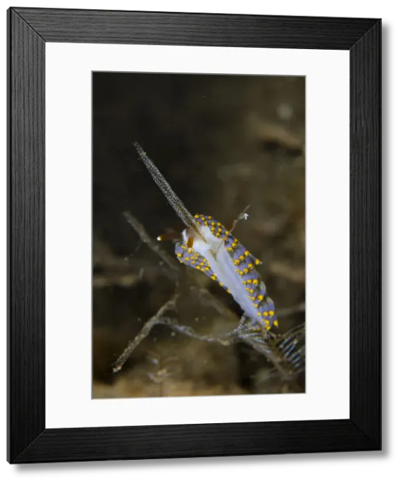 Framed Print : Picture No. 12479197 Framed Print : Picture No. 12479197