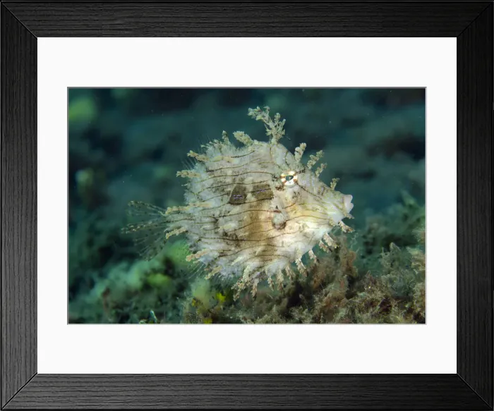 Framed Print : Picture No. 12479198 Framed Print : Picture No. 12479198