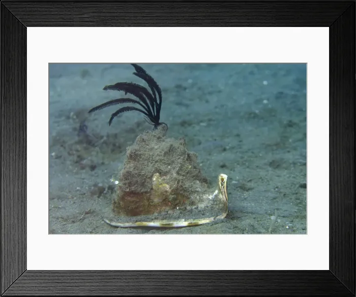 Framed Print : Picture No. 12479201 Framed Print : Picture No. 12479201