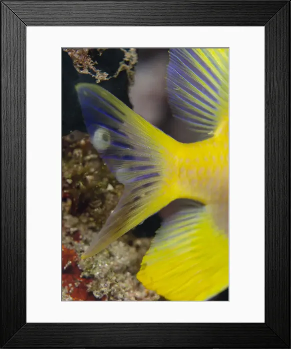 Framed Print : Picture No. 12479202 Framed Print : Picture No. 12479202