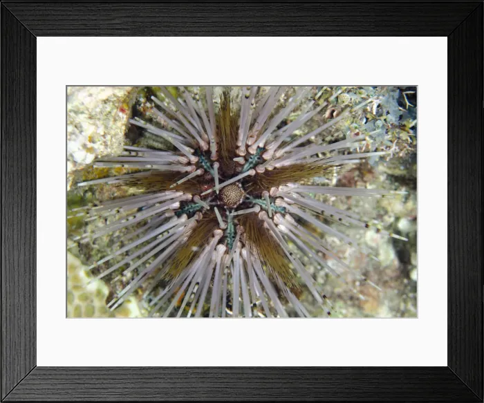 Framed Print : Picture No. 12479204 Framed Print : Picture No. 12479204