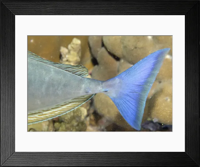 Framed Print : Picture No. 12479205 Framed Print : Picture No. 12479205