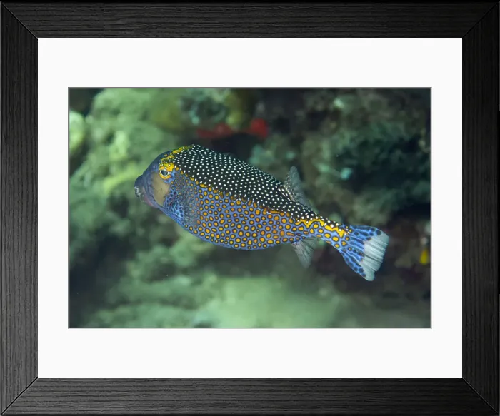 Framed Print : Picture No. 12479206