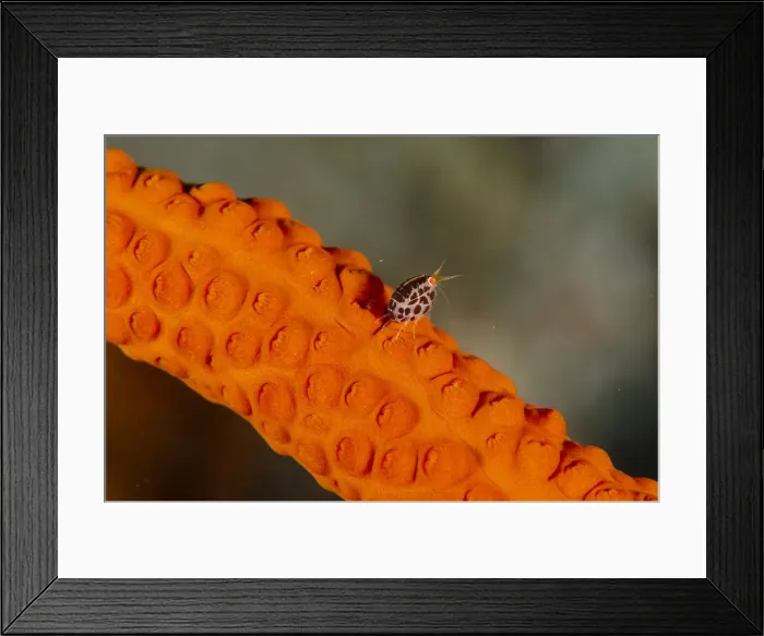 Framed Print : Picture No. 12479207 Framed Print : Picture No. 12479207