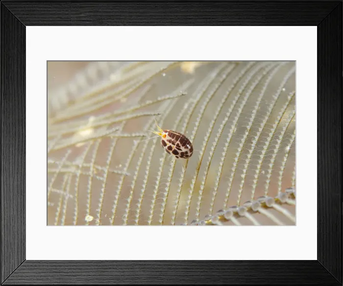 Framed Print : Picture No. 12479208 Framed Print : Picture No. 12479208