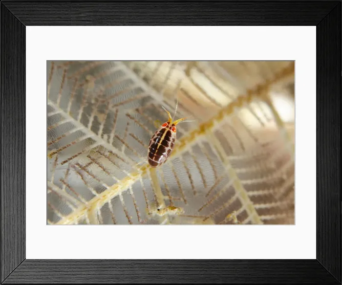 Framed Print : Picture No. 12479209 Framed Print : Picture No. 12479209