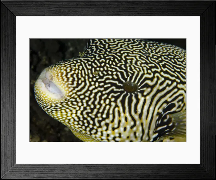 Framed Print : Picture No. 12479210 Framed Print : Picture No. 12479210