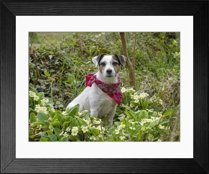 Framed Print : Picture No. 12479280 Framed Print : Picture No. 12479280