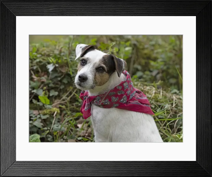 Framed Print : Picture No. 12479281