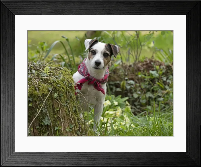 Framed Print : Picture No. 12479282 Framed Print : Picture No. 12479282