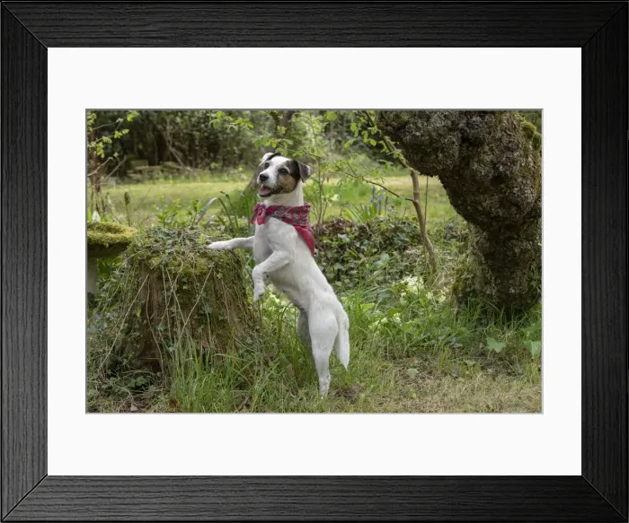 Framed Print : Picture No. 12479283 Framed Print : Picture No. 12479283