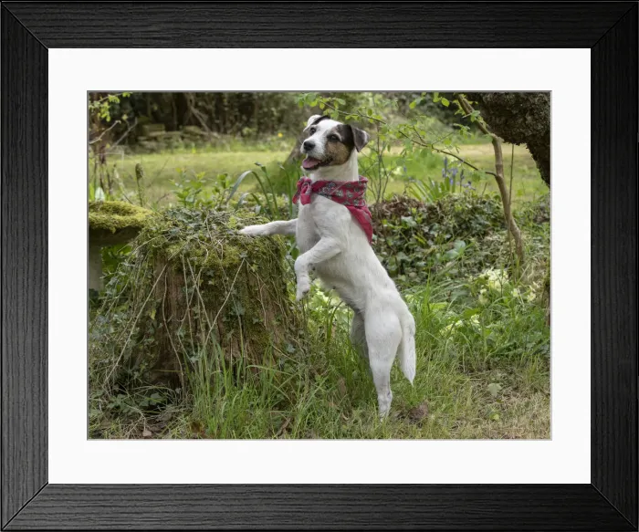 Framed Print : Picture No. 12479284 Framed Print : Picture No. 12479284