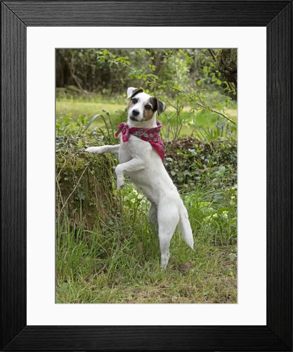 Framed Print : Picture No. 12479285 Framed Print : Picture No. 12479285