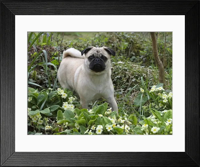 Framed Print : Picture No. 12479286 Framed Print : Picture No. 12479286