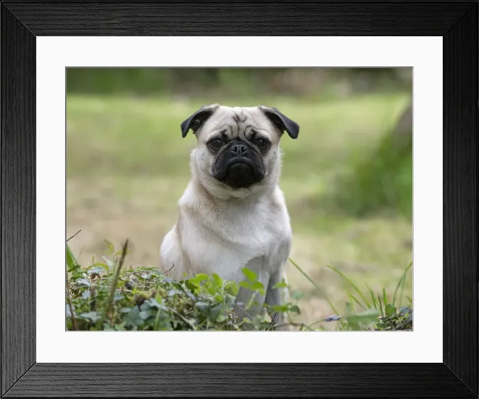 Framed Print : Picture No. 12479287 Framed Print : Picture No. 12479287