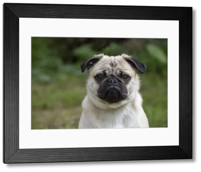 Framed Print : Picture No. 12479288 Framed Print : Picture No. 12479288