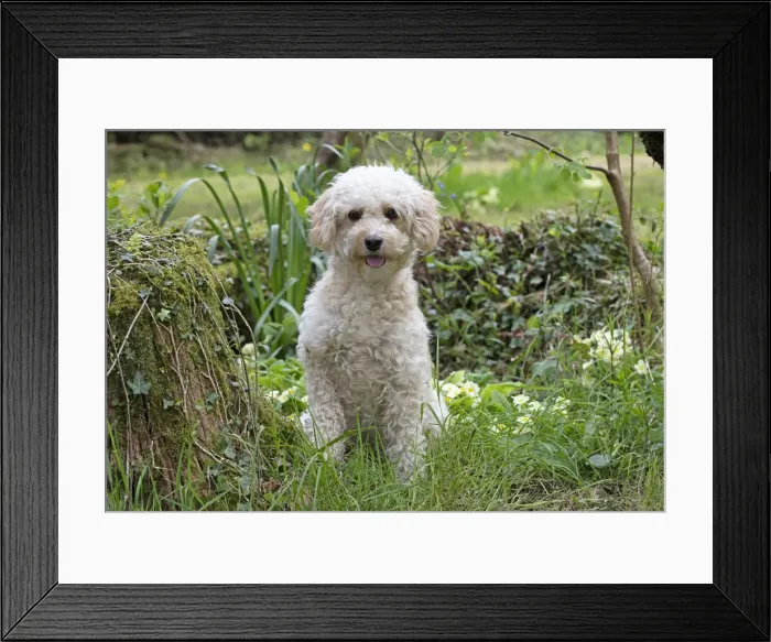 Framed Print : Picture No. 12479289 Framed Print : Picture No. 12479289