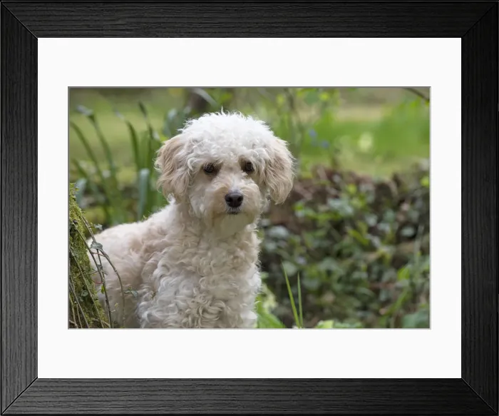 Framed Print : Picture No. 12479290 Framed Print : Picture No. 12479290